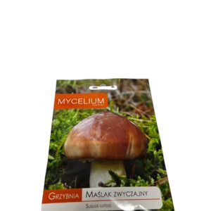 Maślak Zwyczajny (Suillus luteus)