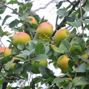 Jabłoń Sztetyna Zielona