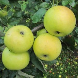 jabłoń Kosztela goły korzeń drzewko owocowe